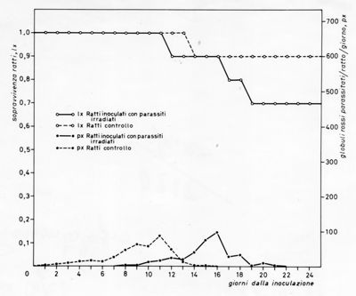 Grafico relativo ad uno studio sulla sopravvivenza in ratti inoculati con parassiti e ratti irradiati rispetto ad un controllo negativo. Asse delle ordinate: soprav