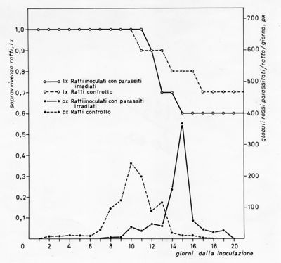 Grafico relativo ad uno studio sulla sopravvivenza in ratti inoculati con parassiti e ratti irradiati rispetto ad un controllo negativo. Asse delle ordinate: sopravvivenza ratti; asse delle ascisse: giorni dalla inoculazione