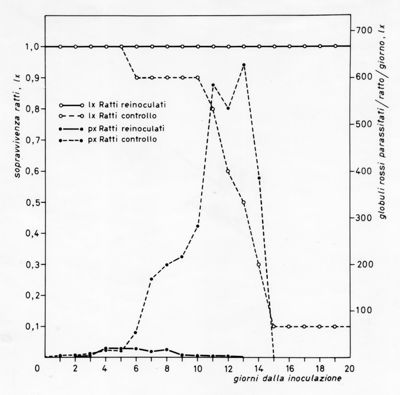 Grafico relativo ad uno studio sulla sopravvivenza in ratti inoculati con parassiti e ratti irradiati rispetto ad un controllo negativo. Asse delle ordinate: sopravvivenza ratti; asse delle ascisse: giorni dalla inoculazione