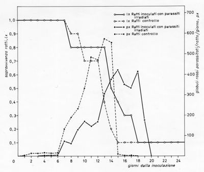 Grafico relativo ad uno studio sulla sopravvivenza in ratti inoculati con parassiti e ratti irradiati rispetto ad un controllo negativo. Asse delle ordinate: sopravvivenza ratti; asse delle ascisse: giorni dalla inoculazione