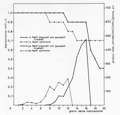 Grafico relativo ad uno studio sulla sopravvivenza in ratti inoculati con parassiti e ratti irradiati rispetto ad un controllo negativo. Asse delle ordinate: sopravvivenza ratti; asse delle ascisse: giorni dalla inoculazione