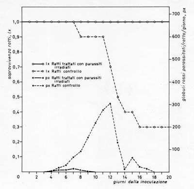 Grafico relativo ad uno studio sulla sopravvivenza in ratti inoculati con parassiti e ratti irradiati rispetto ad un controllo negativo. Asse delle ordinate: sopravvivenza ratti; asse delle ascisse: giorni dalla inoculazione