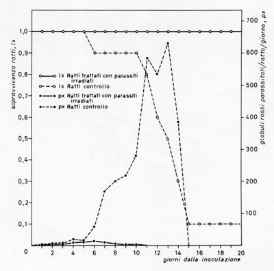 Grafico relativo ad uno studio sulla sopravvivenza in ratti inoculati con parassiti e ratti irradiati rispetto ad un controllo negativo. Asse delle ordinate: sopravvivenza ratti; asse delle ascisse: giorni dalla inoculazione