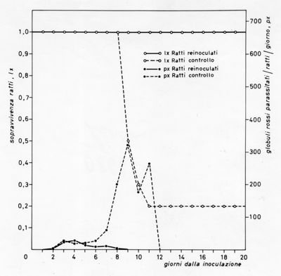 Grafico relativo ad uno studio sulla sopravvivenza in ratti inoculati con parassiti e ratti irradiati rispetto ad un controllo negativo. Asse delle ordinate: sopravvivenza ratti; asse delle ascisse: giorni dalla inoculazione