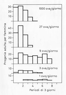 Grafico relativo ad uno studio probabilmente su colonie di  acari. Asse delle ordinate: progenie adulta per femmina; asse delle ascisse: periodi di 3 giorni