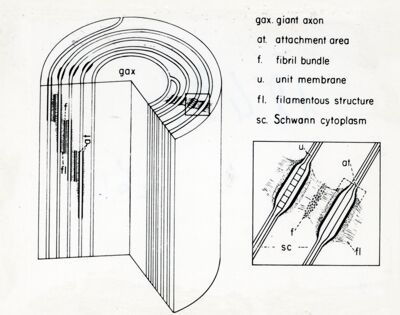 Elettronica