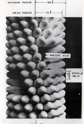 Virus del mosaico del tabacco