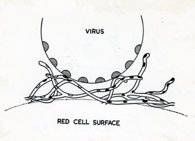 Ricettori cellulari per virus