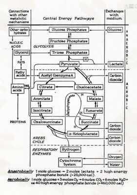 Schema metabolismo dei glucidi