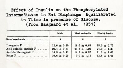 Influenza dell'insulina su composti fosforilati del diaframma (in vitro)