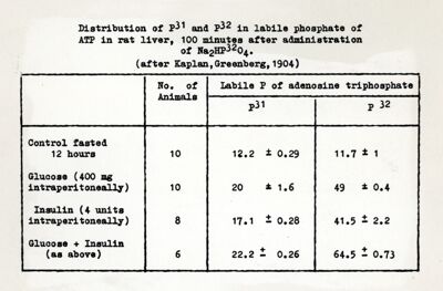 Distribuzione del p 31 e p 32 nell'ATP del fegato di ratto, 100 minuti dopo somministrazione di Na 2 HP 32 0 4