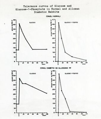 Curve di tolleranza del glucosio e glucosio 1 fosfato nei conigli diabetici per allossana e normali