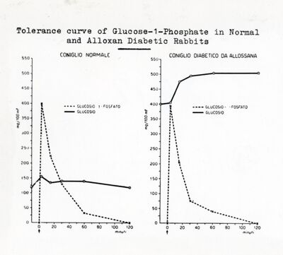 Curva di tolleranza del glucosio 1 fosfato nei conigli normali e diabetici di allossana