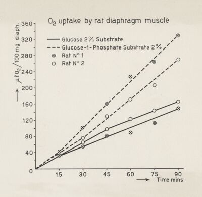 Consumo di ossigeno del diaframma del ratto