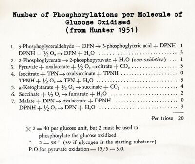 Numero di fosforilazioni per molecole di glucosi ossidato