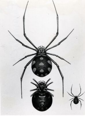 Disegno raffigurante femmina di Latrodectus tredecimguttatus: vista dorsale, vista ventrale e dimensione naturale