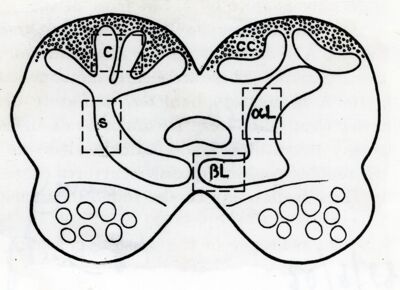 Figura schematica del cerebro di un artropode