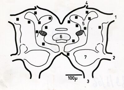 Figura schematica del cerebro di un artropode