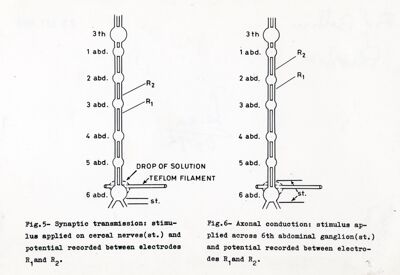 Schema del sistema nervoso di un insetto, relativo ad una prova forse di trasmissione nervosa di un impulso elettrico