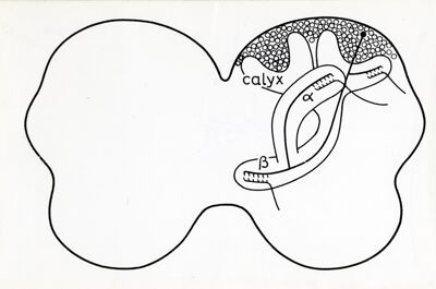 Figura schematica del cerebro di un artropode, con evidenziati contatti sinaptici