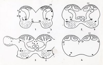 Figura schematica del cerebro di un artropode: informazioni non determinabili