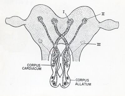 Schema in sezione di un insetto generico: evidenziati i corpi cardiaci e i corpi allati (corpora cardiaca e corpora allata)
