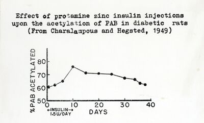 Effetto dell'insulina zinco protammina iniettata in ratti diabetici, sull'acetilazione del PAB