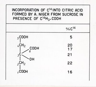 Incorporazione del C14 nell'acido citrico formato dall'A. niger a partire da saccarosio in presenza di C14 H3 COOH