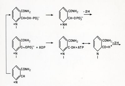 Produzione di fosfati ricchi di energia durante l'ossidazione del difosfopiridinucleotide