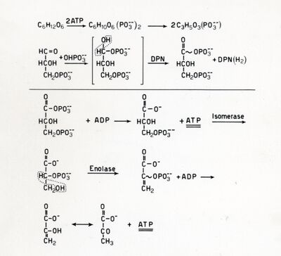 Schema glicolitico di Elbden - Meyerhef