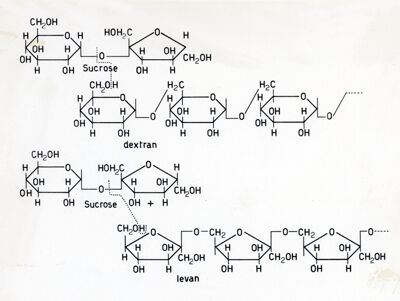 Sintesi del destrano e del levano