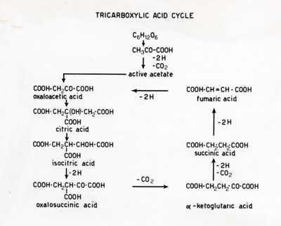 Ciclo degli acidi tricarbossilici