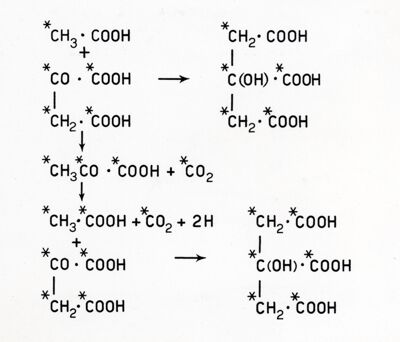 Formazione di acido isocitrico marcato in tutti gli atomi di carbonio a partire da acido acetico e ossalacetico marcati