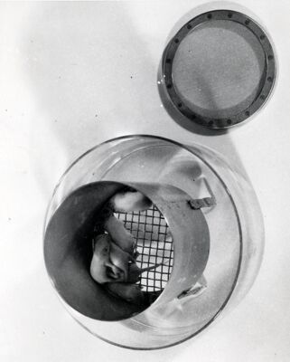 Foto di topi neonati anestetizzati, forse per permettere di nutrire una colonia di zanzare o zecche di laboratorio