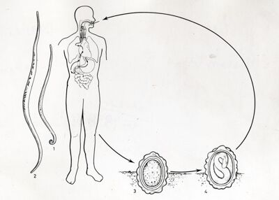 Figura del ciclo biologico di un verme