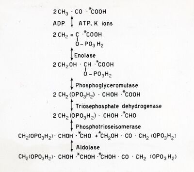 Schema di formazione di esosodifosfato a partire da acido piruvico