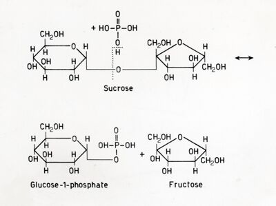 Formazione di glucosio -1- fosfato e  fruttosio a partire da saccarosio