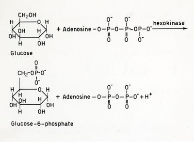 Formazione di glucosio -6- fosfato da glucosio e ATP