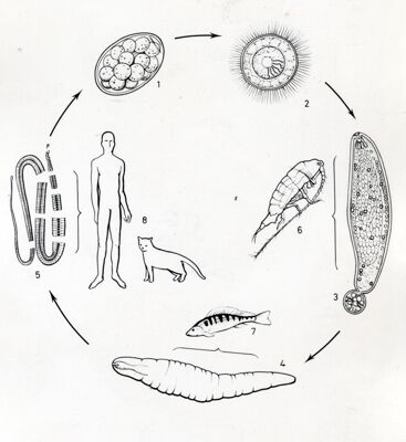 Figura del ciclo biologico del verme platelminto Diphyllobothrium latum