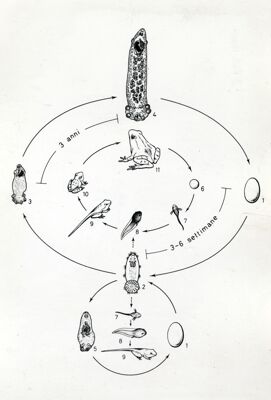 Figura del ciclo biologico del verme platelminto Polystomum Integerrimum