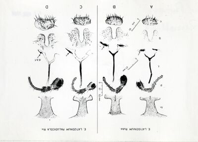 Parti anatomiche delle femmine di ditteri Simulidi Eusimulium latigonium (A e B) e di Eusimulium latizonum paludicola (C e D): dall'alto: fronte, palpo mascellare, furca, lobo anale e gonapofisi