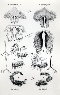 Disegni anatomici dei genitali femminili dei ditteri Simulidi Prosimulium rufipes catturati su uomo e di Prosimulium conistylum catturati su