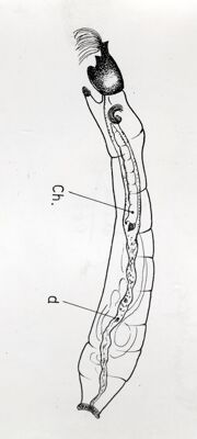 Disegno di larva del dittero Simulide Prosimulium latimucro che può avere abitudini alimentari predatorie: "Ch" indica la presenza di una piccola larva di dittero chironomide e "d" indica residui di altre larve nell'intestino