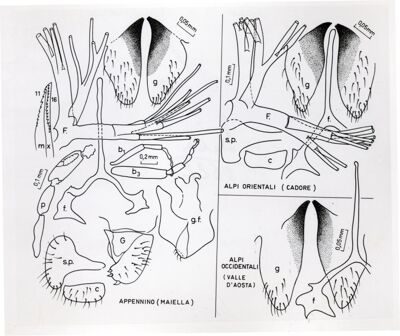 Parti anatomiche dei genitali femminili e filamenti respiratori pupali probabilmente di Prosimulium latimucro osservati in esemplari raccolti sulle Alpi orientali (Cadore), Alpi occidentali (Val d'Aosta) e Appennino (Maiella)