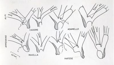 Filamenti respiratori pupali probabilmente di Prosimulium latimucro osservati in esemplari raccolti in Cadore, Adamello, Maiella e Matese