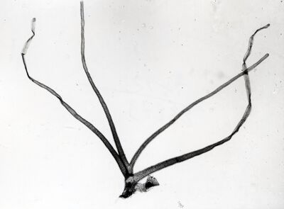Foto del filamento respiratorio pupale di dittero Simulide di Simulium sp. (probabilmente  sottogenere Nevermannia, specie costatum)