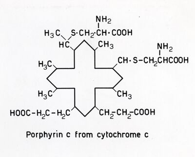 Porfirina C dal Citocromo C