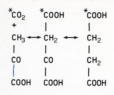 Formazione di acido succinico a partire da acido acetico e anidride carbonica marcata