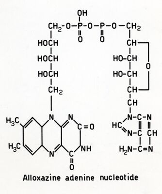 Formula dell'allosazinadeninnucleotide