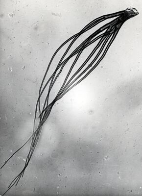 Foto del filamento respiratorio pupale di dittero Simulide di Simulium sp. (probabilmente  sottogenere Nevermannia, specie vernum)